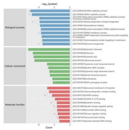 Gene Ontology (GO) enrichment of genes associated with differential rG4 peaks