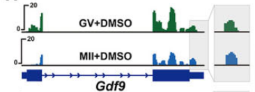 Visualization of individual rG4 peaks at a candidate locus