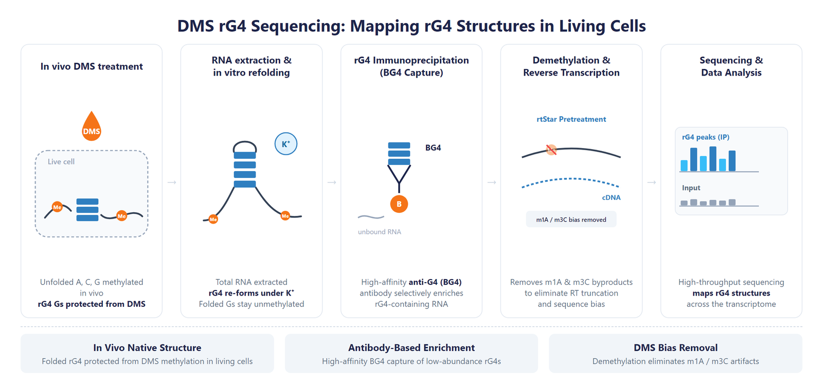 DMS rG4 Sequencing Service scheme