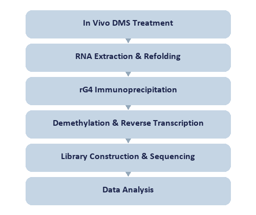 DMS rG4 Sequencing Service workflow