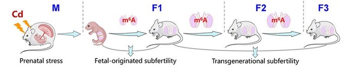 Epitranscriptomic Mechanism of Reproductive Damage