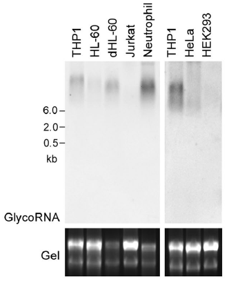 GlycoRNA blot of human cell lines.