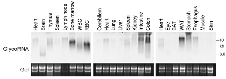 GlycoRNA blot of mouse tissues.