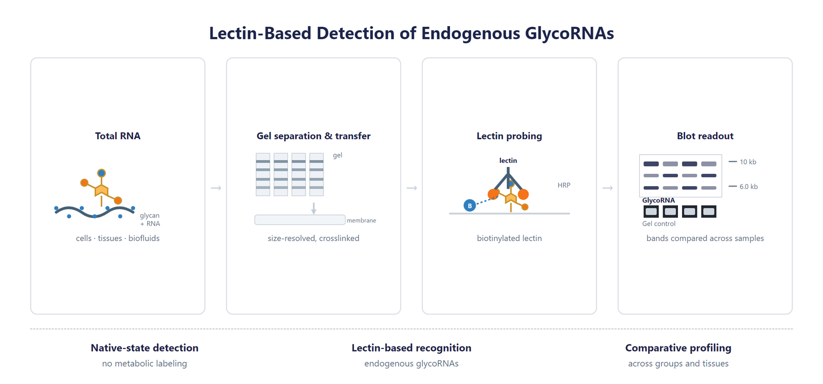 GlycoRNA Blotting Service scheme