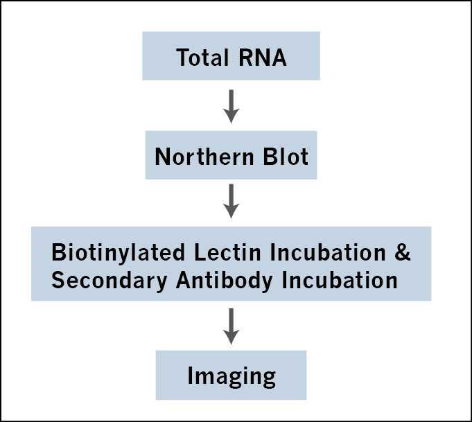 GlycoRNA Blotting Service workflow