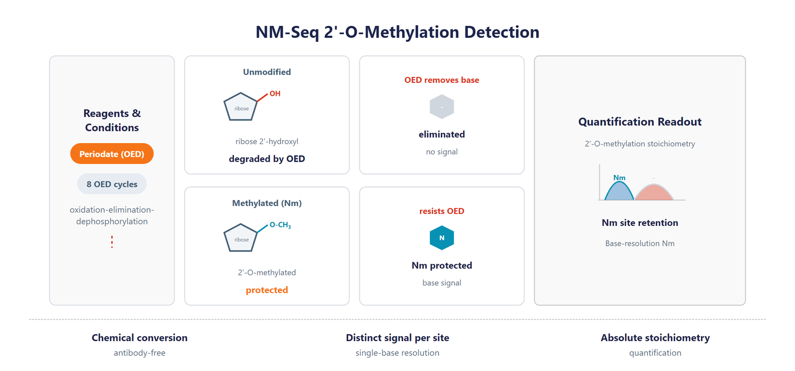 Single-Nucleotide RNA 2'-O-Me Modification Seq scheme