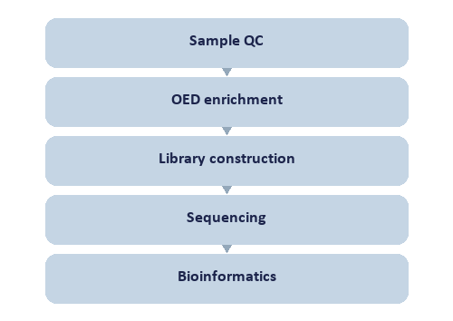 Single-Nucleotide RNA 2'-O-Me Modification Seq workflow