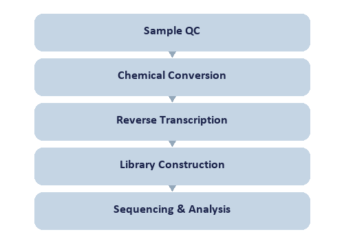 Single-Nucleotide RNA Ψ&inosine Modification Seq workflow