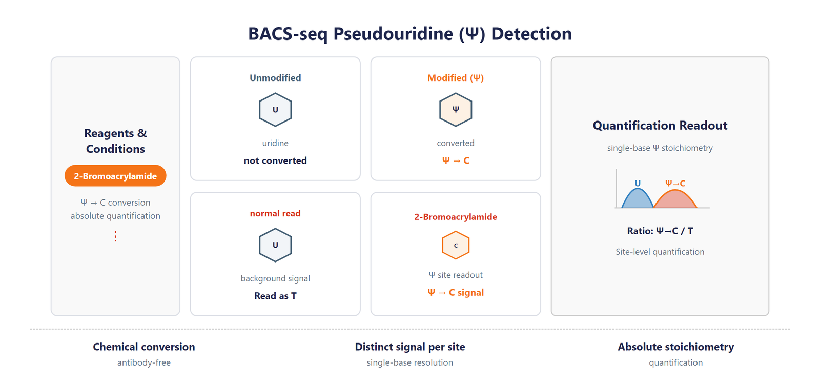 Single-Nucleotide RNA Pseudouridine (Ψ) Modification Seq scheme