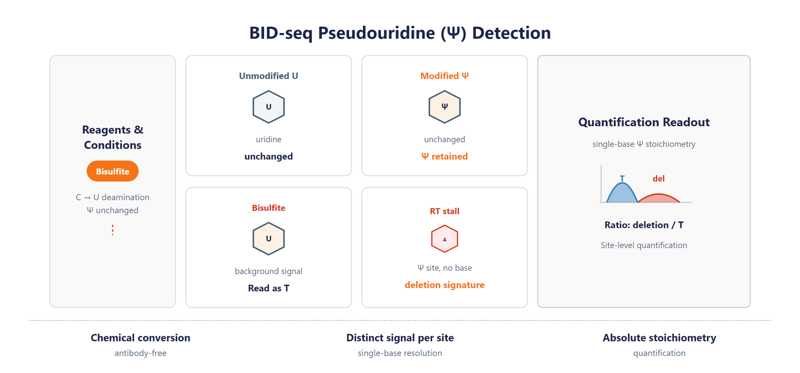 Single-Nucleotide RNA Pseudouridine (Ψ) Modification Seq scheme
