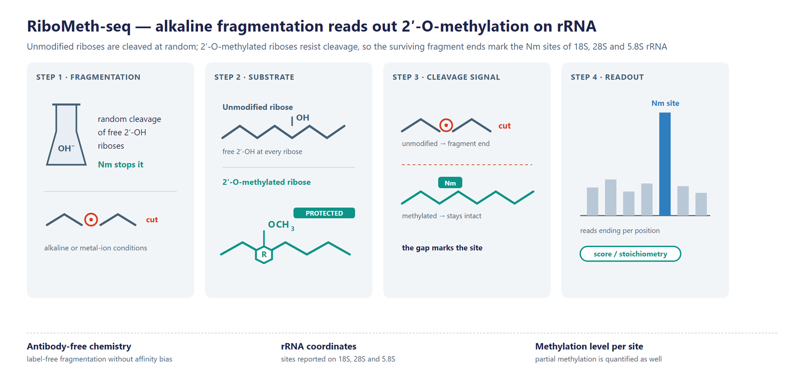 Single-Nucleotide rRNA 2'-O-Me Modification Seq scheme