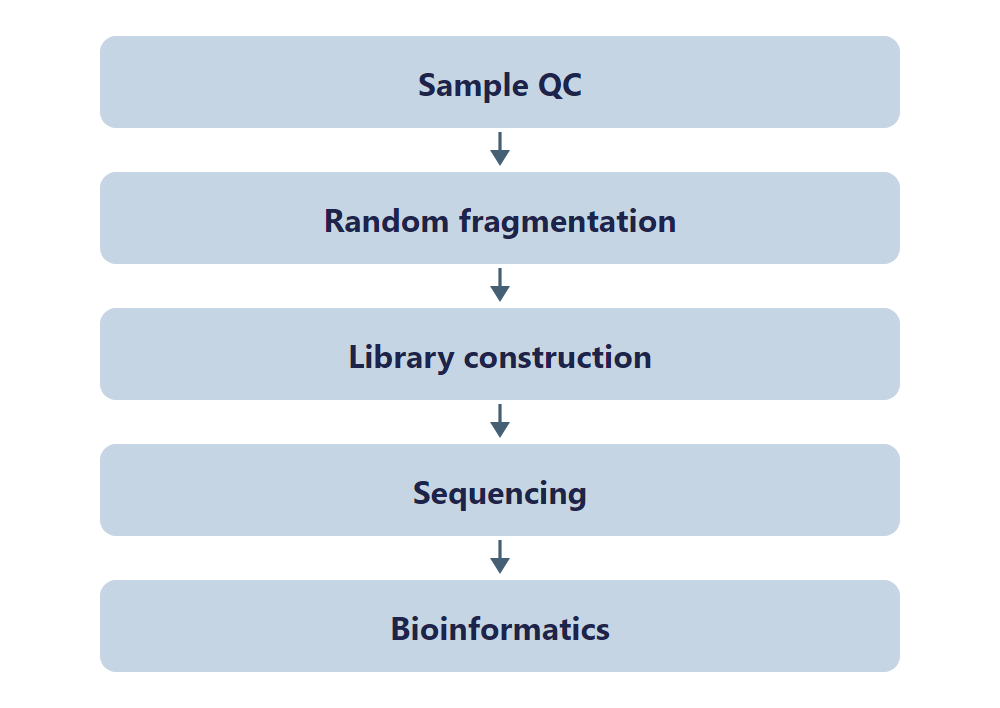 Single-Nucleotide rRNA 2'-O-Me Modification Seq workflow