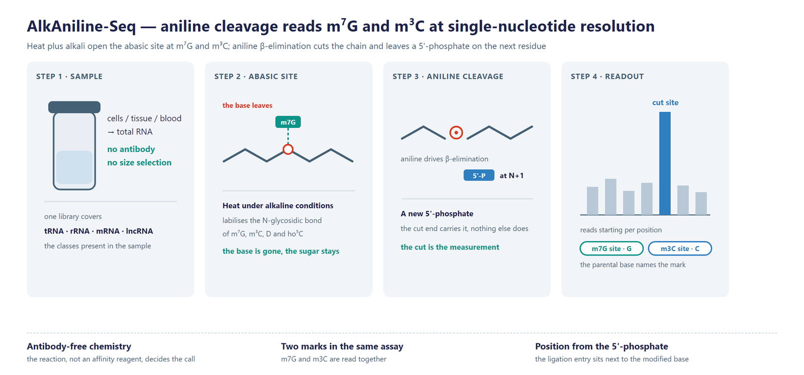 Single-Nucleotide RNA m7G Modification Seq (AlkAniline-Seq) scheme