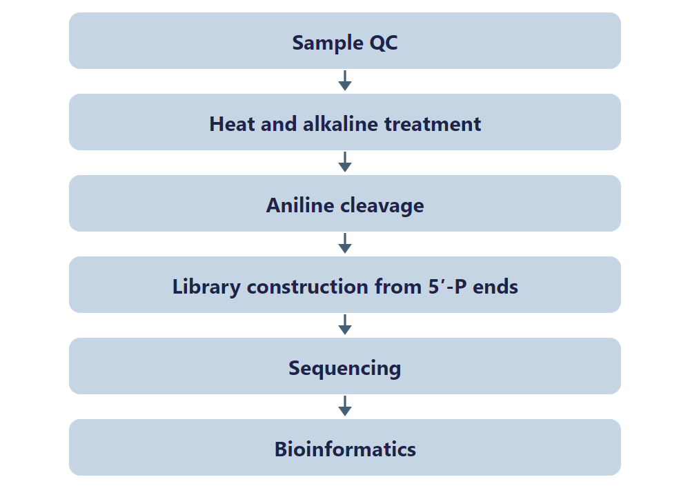 Single-Nucleotide RNA m7G Modification Seq (AlkAniline-Seq) workflow