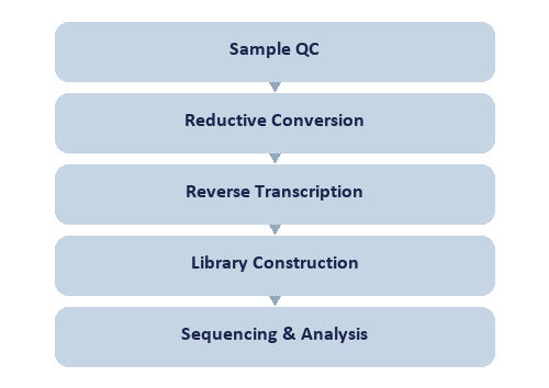 Single-Nucleotide RNA ac4C Modification Seq workflow