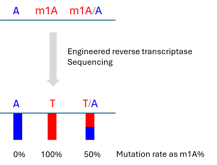 m1A-quant-seq scheme