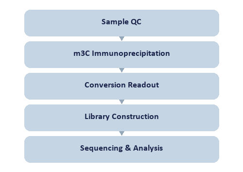 Single-Nucleotide RNA m3C Modification Seq workflow