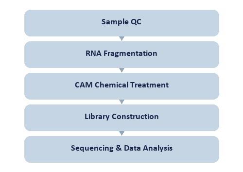 Single-Nucleotide RNA m6A Modification Seq workflow
