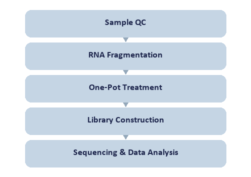 Single-Nucleotide RNA m6A Modification Seq workflow