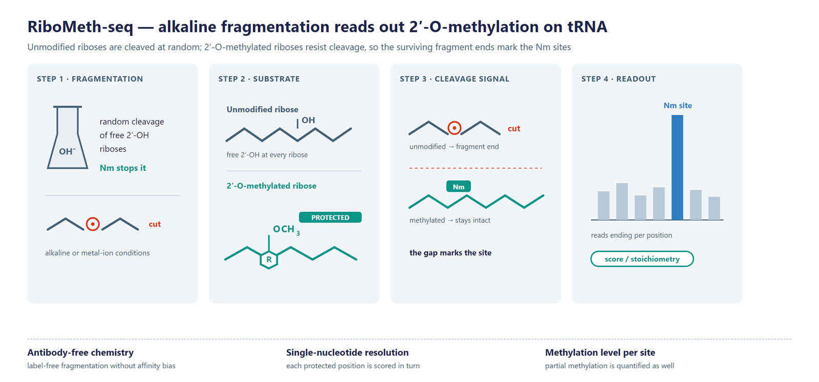 Single-Nucleotide tRNA 2'-O-Me Modification Seq(RiboMeth-Seq) scheme