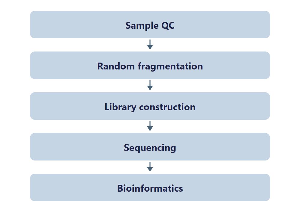 Single-Nucleotide tRNA 2'-O-Me Modification Seq(RiboMeth-Seq) workflow