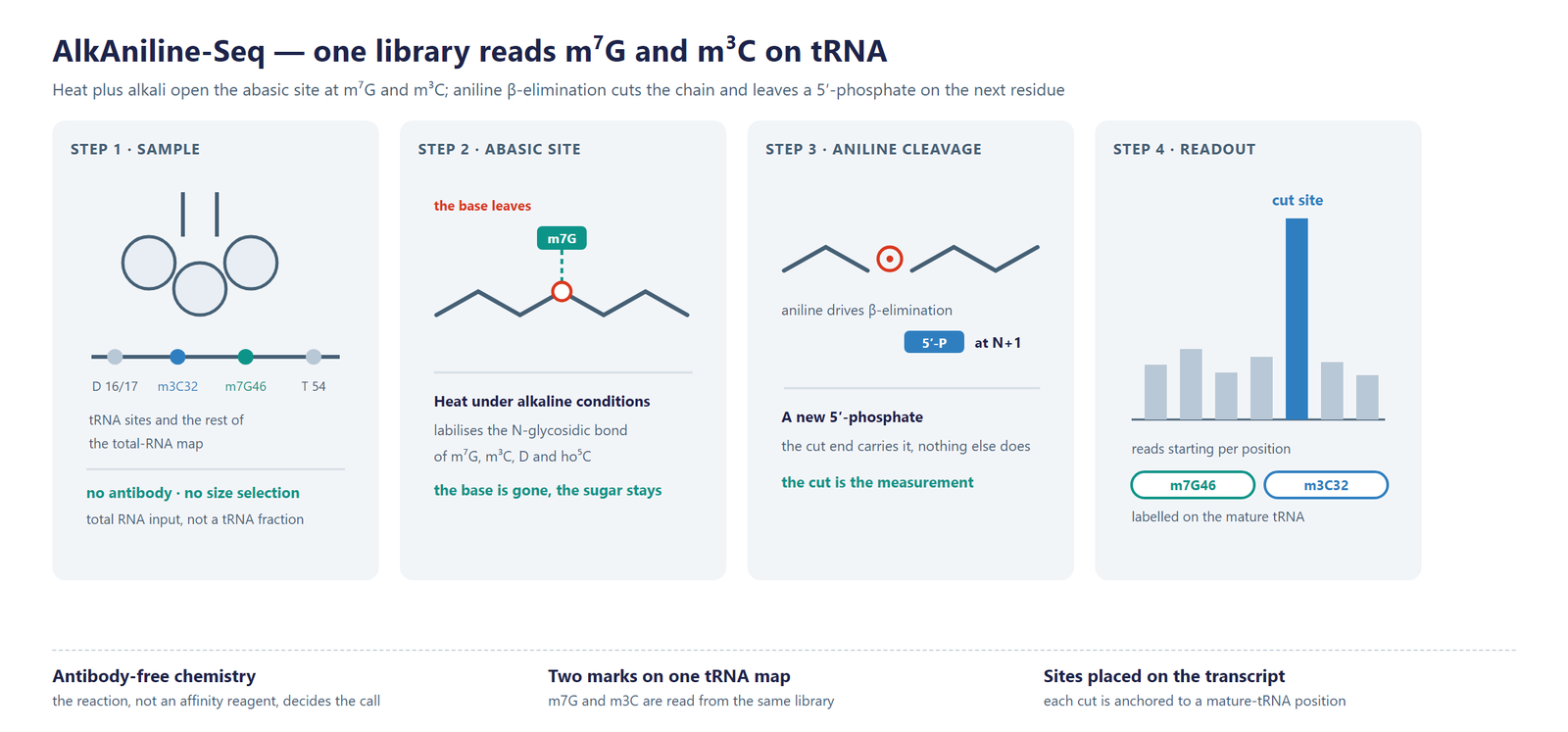 Single-Nucleotide tRNA m7G Modification Seq (AlkAniline-Seq) scheme