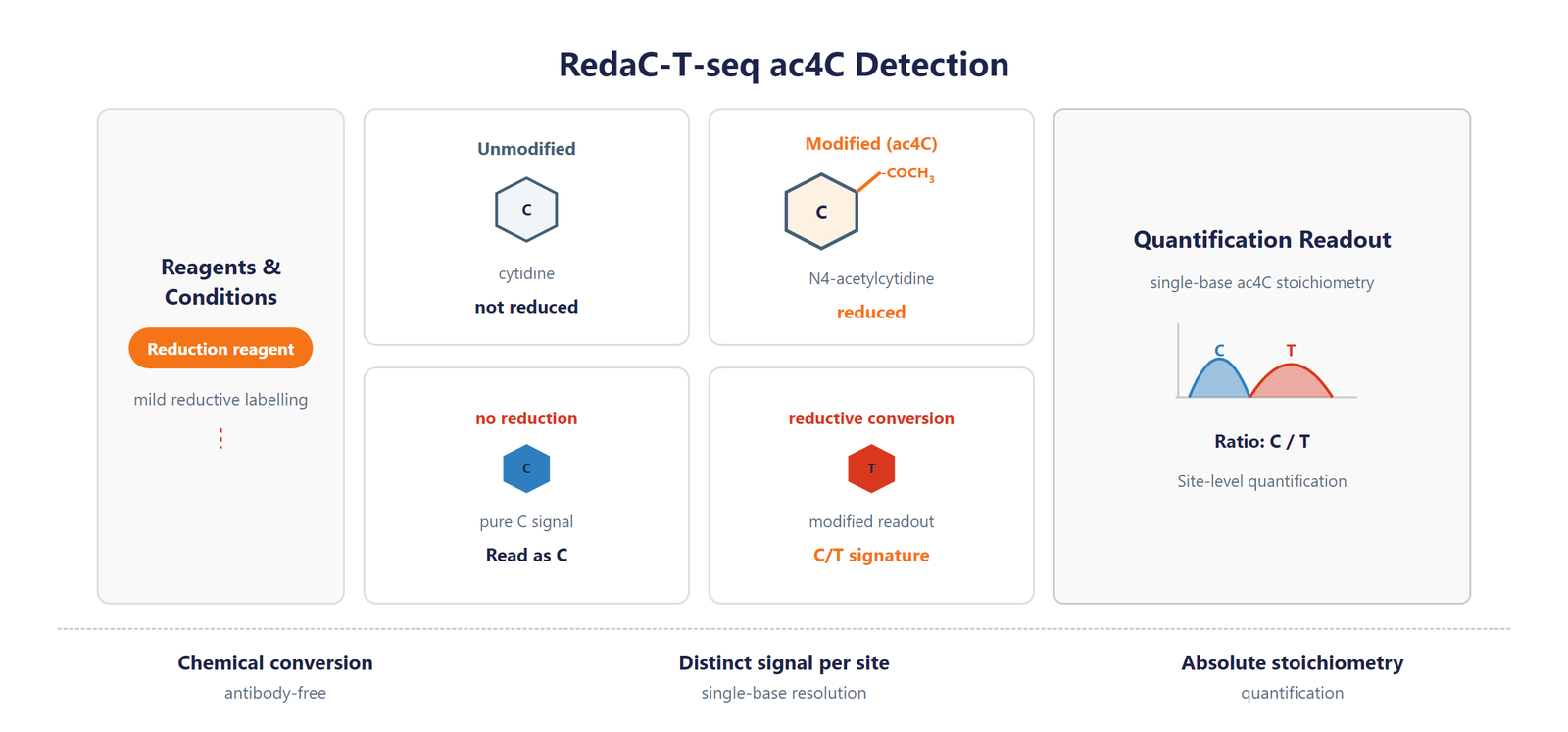 Single-Nucleotide tRNA ac4C Modification Seq scheme