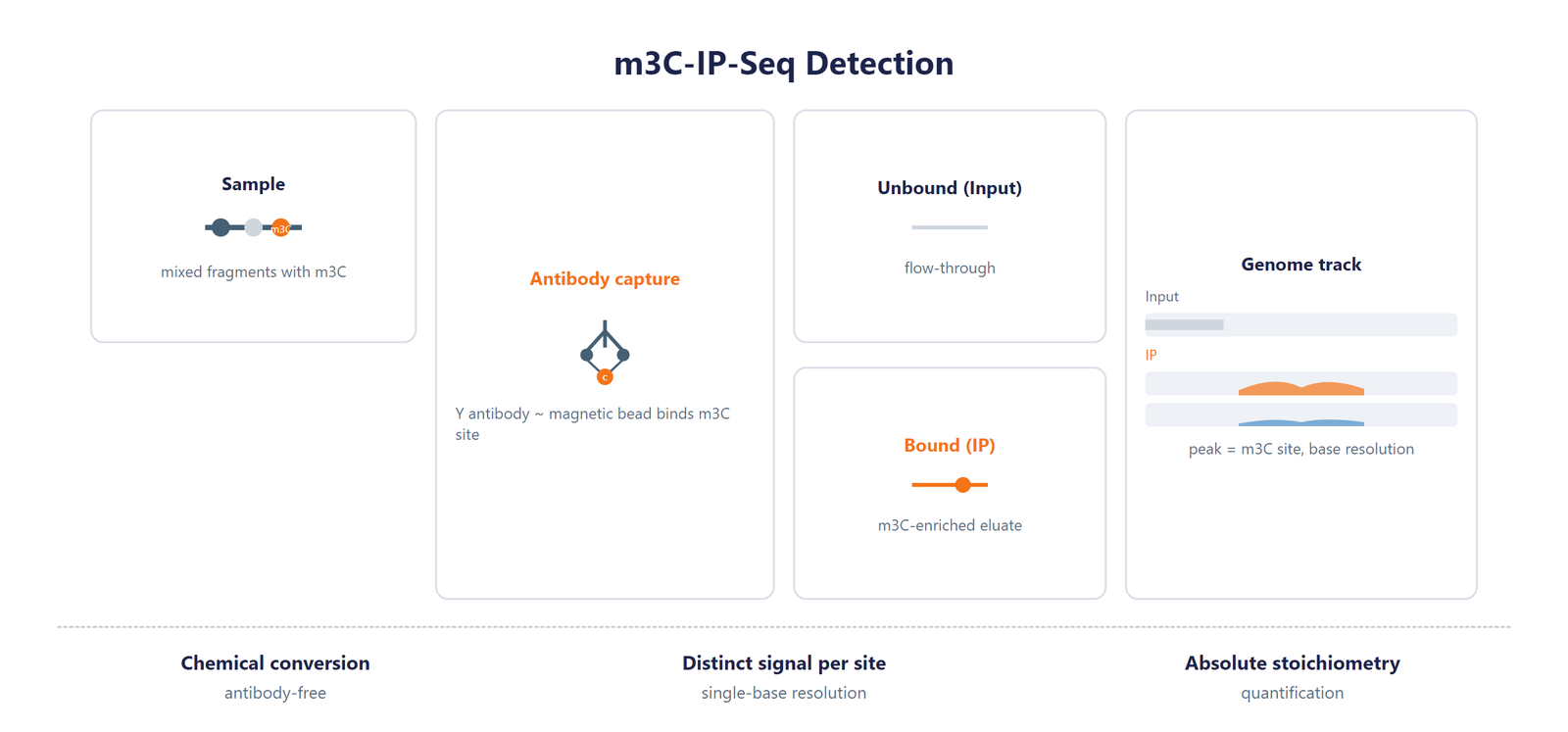 Single-Nucleotide tRNA m3C Modification Seq scheme