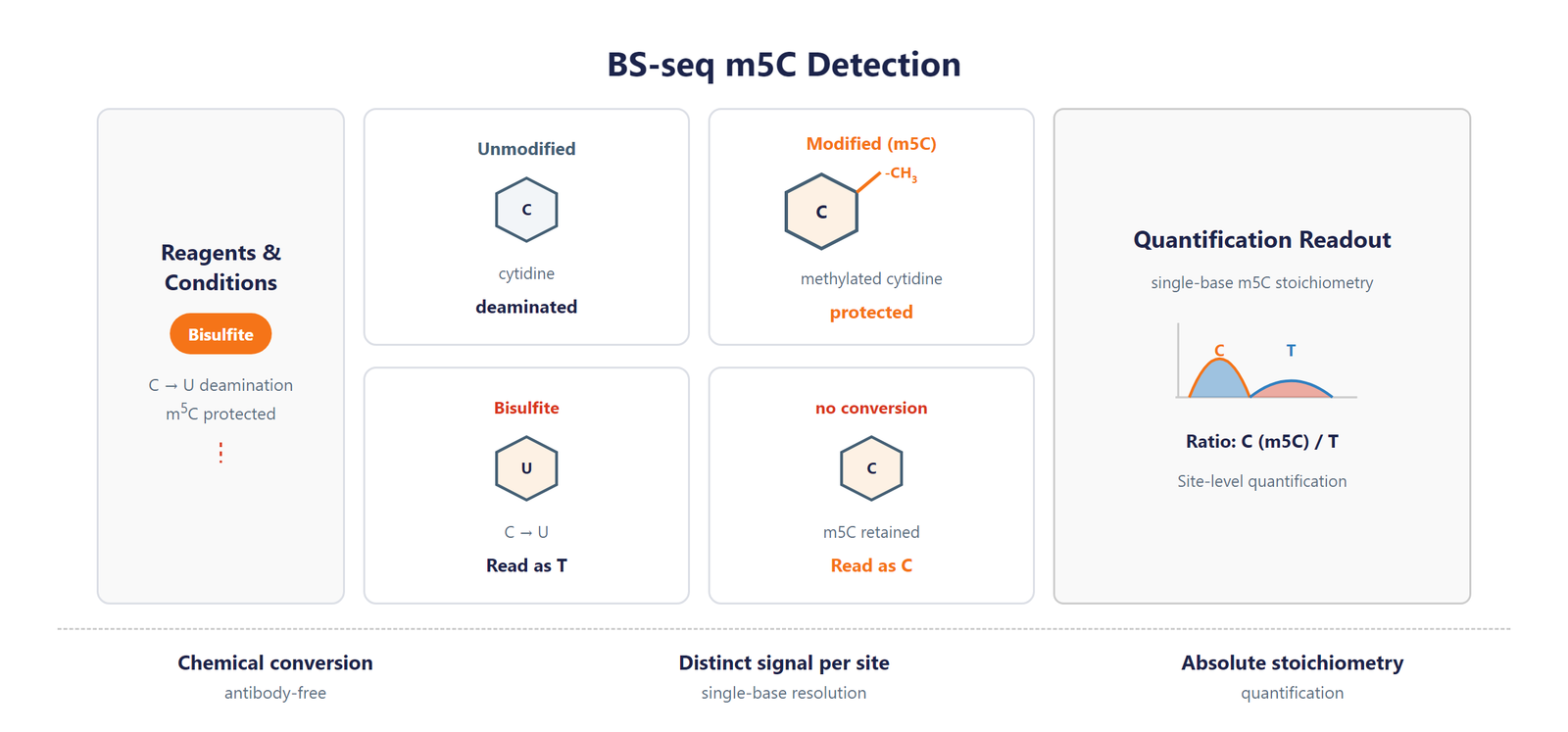 Single-Nucleotide tRNA m5C Modification Seq scheme