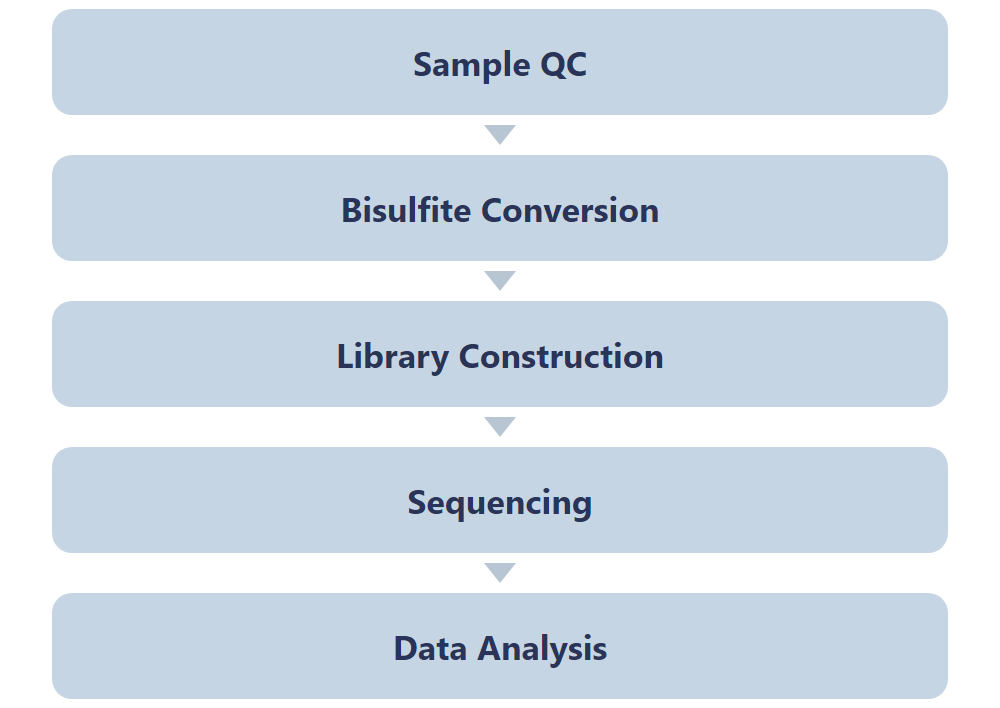 Single-Nucleotide tRNA m5C Modification Seq workflow
