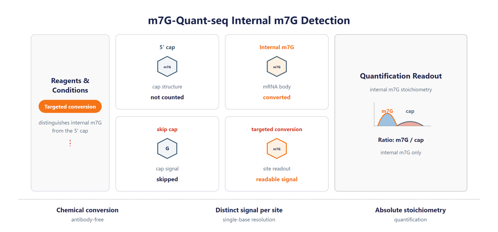 Single-Nucleotide tRNA m7G Modification Seq scheme