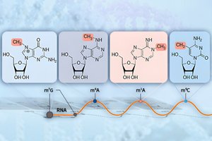 RNA Modification