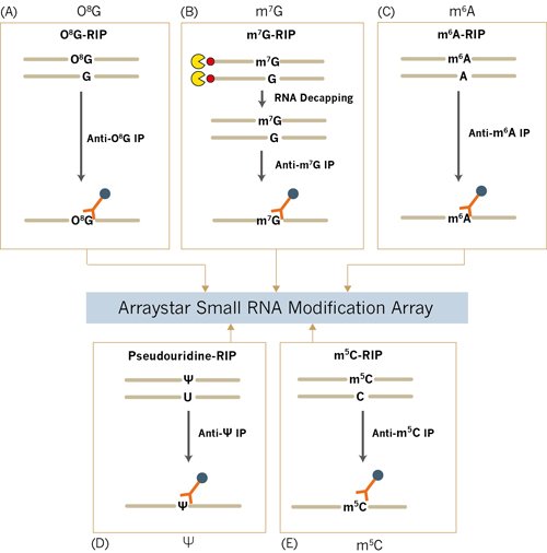 500-Techniques_to_detect_and_quantify_post-transcriptional_modified_small_RNA_expression_levels_v2
