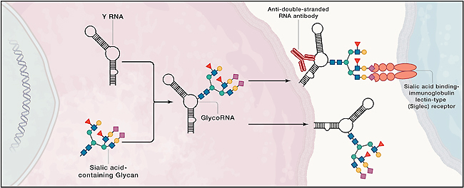 GlycoRNA-1