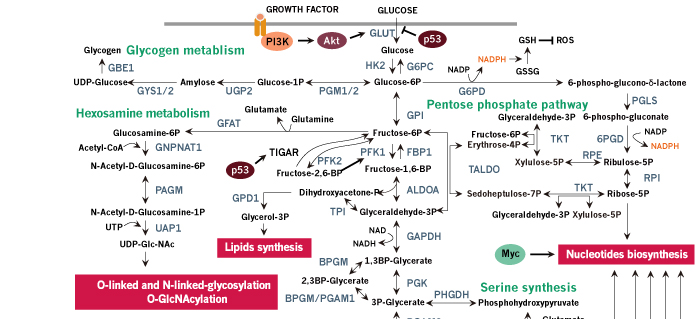 Human-Cancer-Metabolism---4_01000