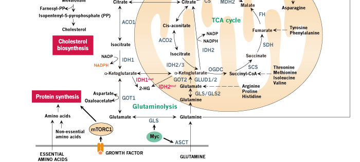 Human-Cancer-Metabolism---4_03000