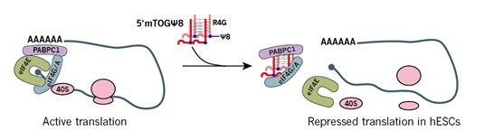 Small_RNA_modification_function_mechanism-2