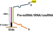 Small_RNA_precursor_probe_design