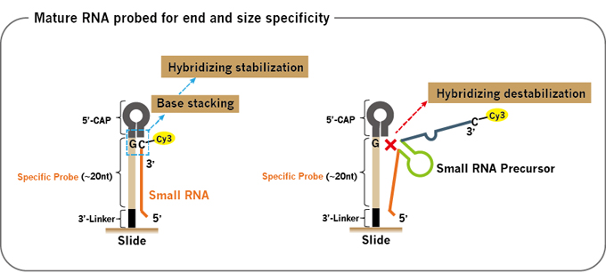 Smart_probe_design_for_small_RNA