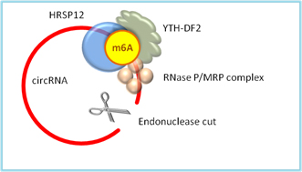 m6A_circ-3