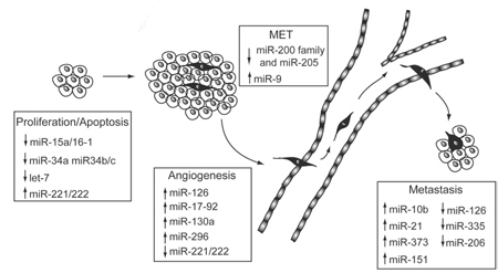 microRNA-1