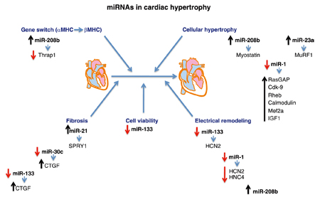 microRNA-10