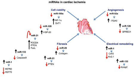 microRNA-11