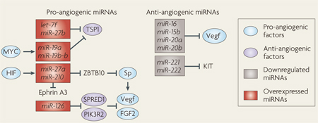 microRNA-2