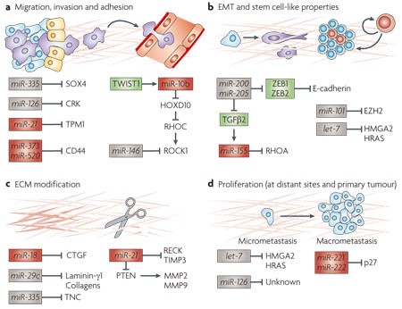 microRNA-3