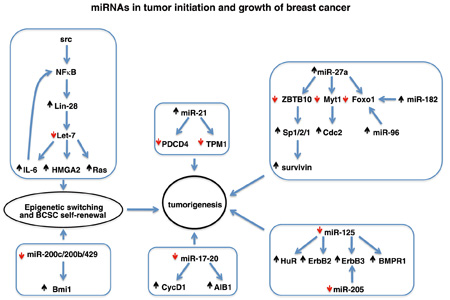 microRNA-4