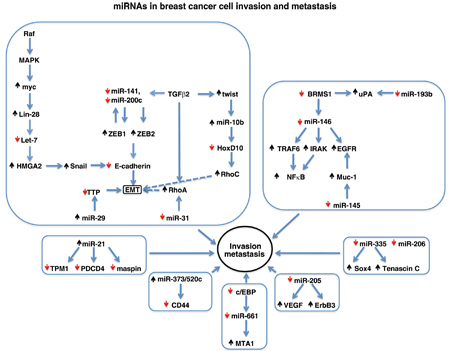 microRNA-5