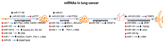 microRNA-6