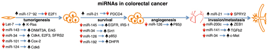 microRNA-7
