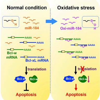 small_RNA_modification_function_mechanism-1